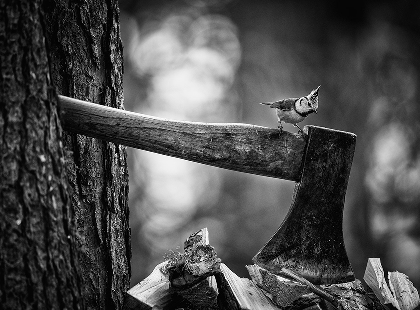 wood wide web elbec andrea zampatti